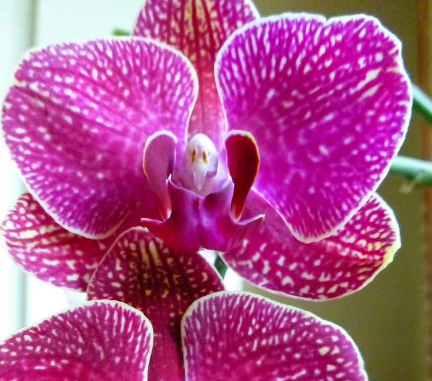 [orchids%2520029%255B5%255D.jpg]