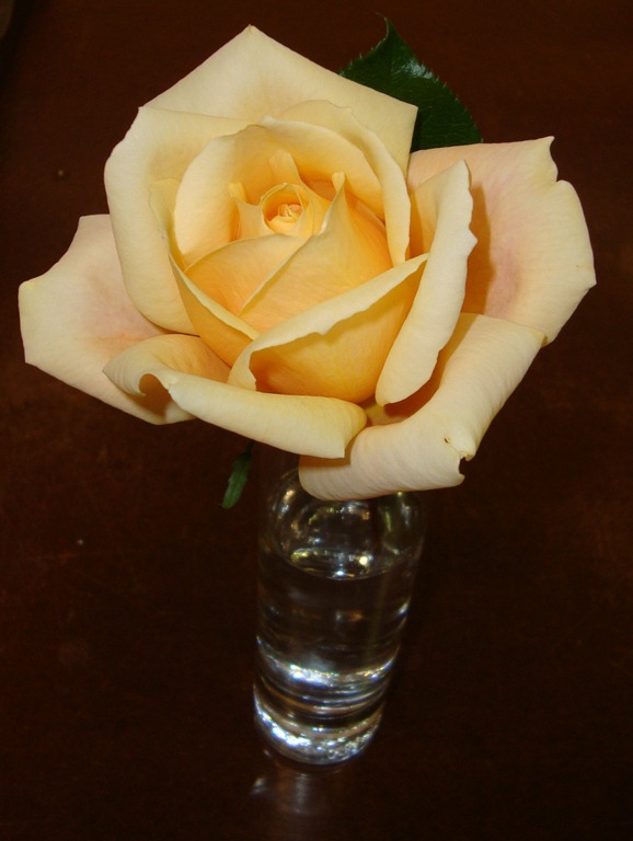 [rose%2520pic%255B6%255D.jpg]