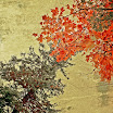 DSC04992fsh1.jpg