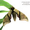 Lesser Pink-and-Green Hawk Moth