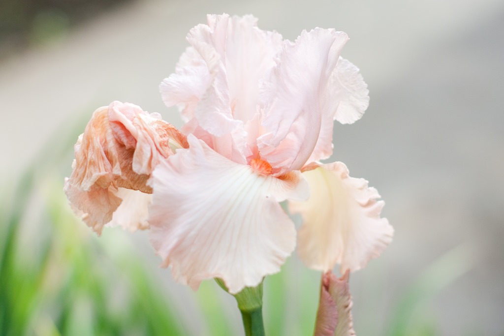 [20130605-IMG_86454.jpg]