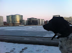 Benny taking a break and enjoying the view