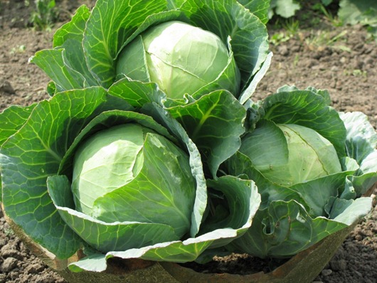 [spring-cabbages%255B3%255D.jpg]