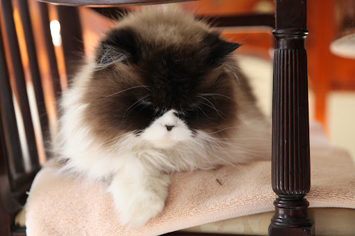 So if I eat a lot of shrimp, I might turn pink as well?  How silly I would look!  But Bartok, what were you saying about a stranger in the canary cage?