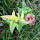 Unusually Colored Animals and Plants