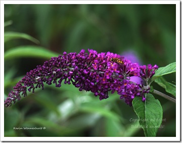 Syrenbuddlejaobi Syrenbuddlejaobi