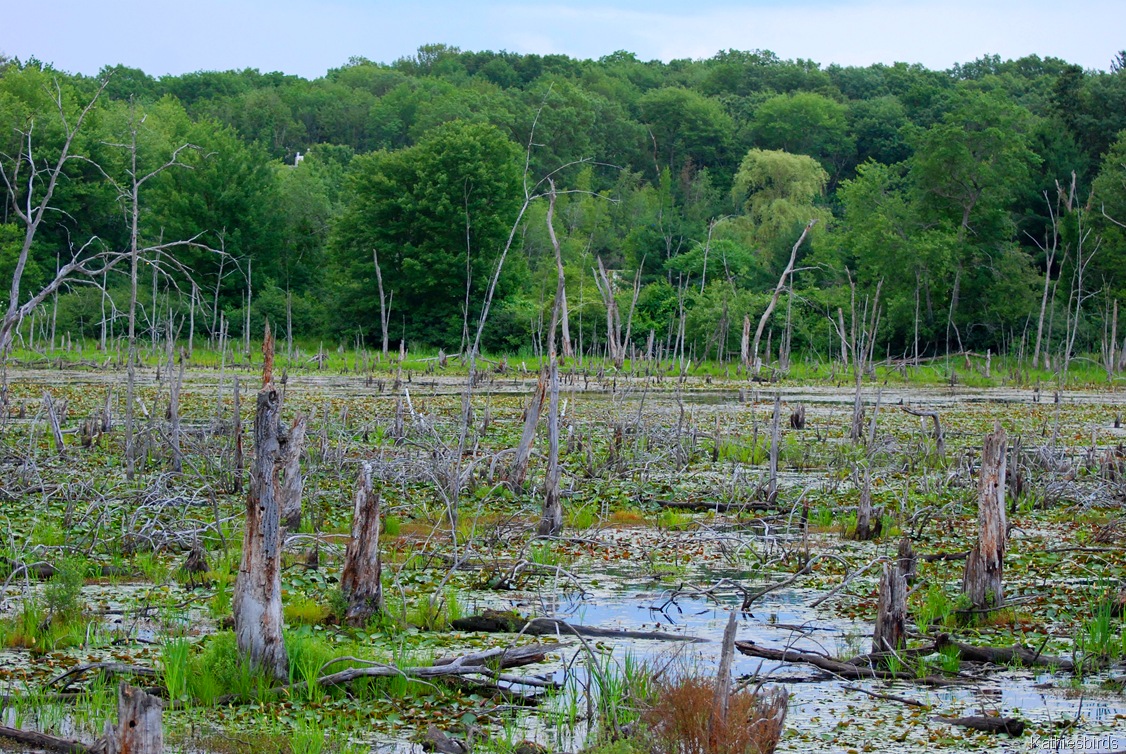 [21.%2520Swampview%25207-4-11-kab%255B4%255D.jpg]