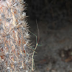 IMG_0091.JPG