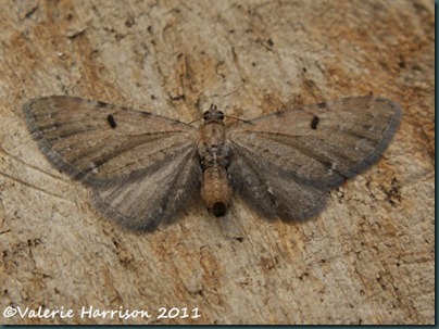 pug wormwood-ling pug wormwood-ling