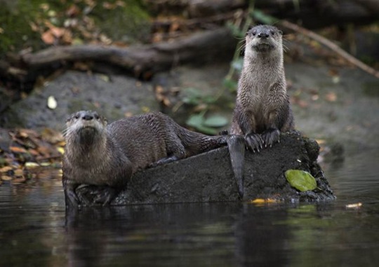 [funny-animals-cute-32%255B2%255D.jpg]