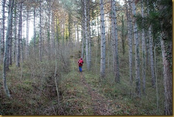 pineta pineta
