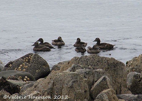 [41-Female-eiders%255B2%255D.jpg]
