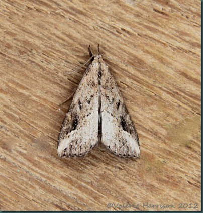 Pinion-streaked-snout Pinion-streaked-snout