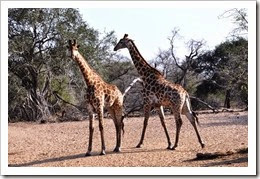 foto twee giraffen