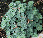 They're delicate little succulents that are excellent for growing at the base of other plants.