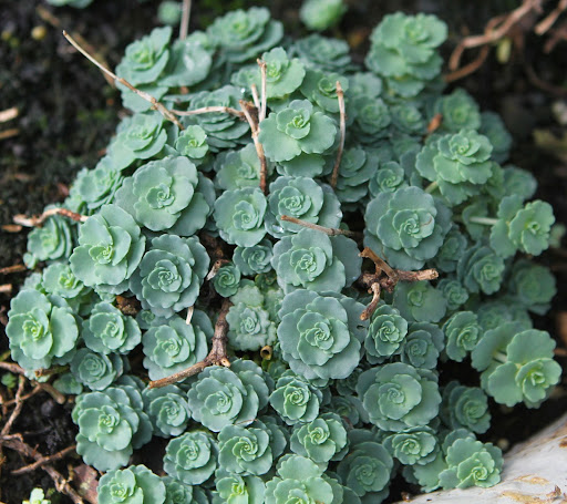 They're delicate little succulents that are excellent for growing at the base of other plants.
