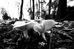 Fleecy-Milk-Cap