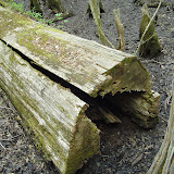 Beidler Forest 015.jpg