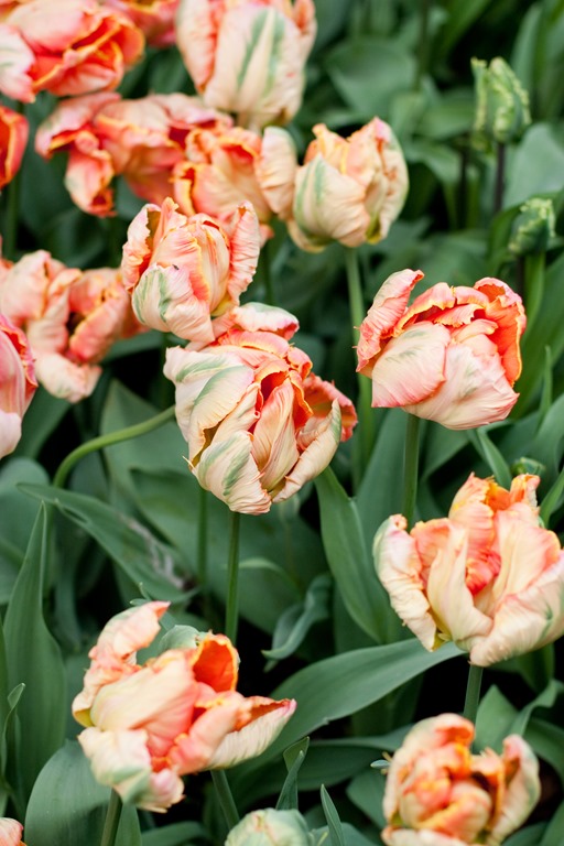 [20130415-IMG_78303.jpg]