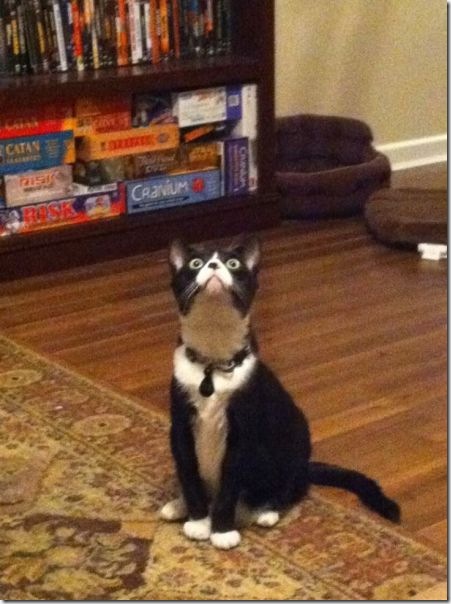 funny-animals-haha-6