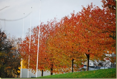 2011-10-30 Autumn Colours