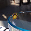 European wasp