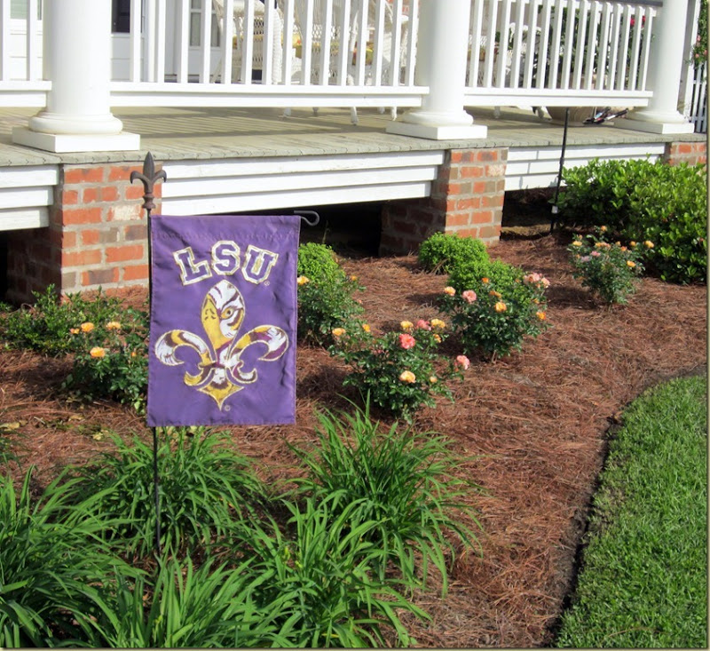 lsu driff roses lsu driff roses