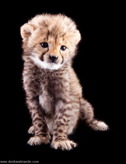 filhotes recem nascidos zoo zoologico desbaratinando animais lindos fofos (15) filhotes recem nascidos zoo zoologico desbaratinando animais lindos fofos (15)