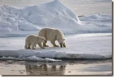 Ghiacci Artico al minimo storico