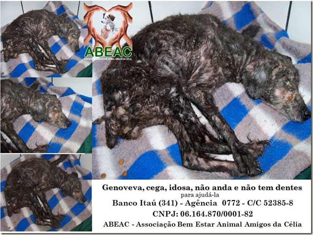 abeac_genoveva abeac_genoveva