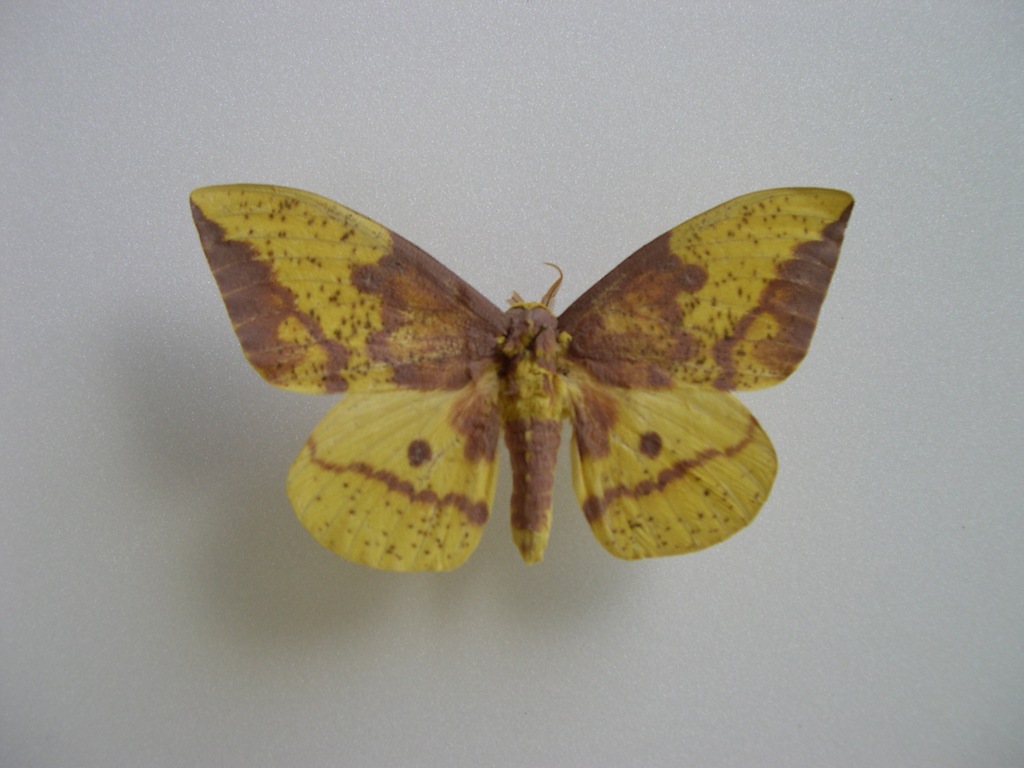 [Imperial-moth3.jpg]
