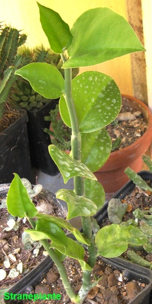 [Pedilanthusinvegetazione2.jpg]