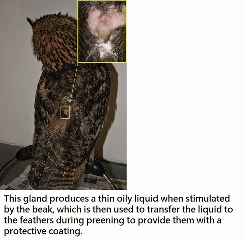 [articles-OwlPhysiology-Feathers-92.jpg]