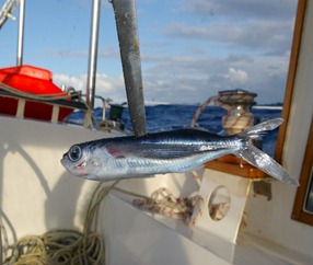 Flying fish on deck - Freewind