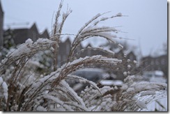 DSC_0543 DSC_0543
