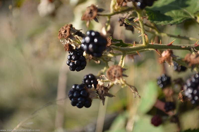 DSC_0095 DSC_0095