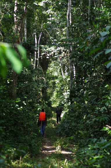 Dans la forêt au sud d'Ebogo (Cameroun), 8 avril 2012. Photo : J.-M. Gayman
