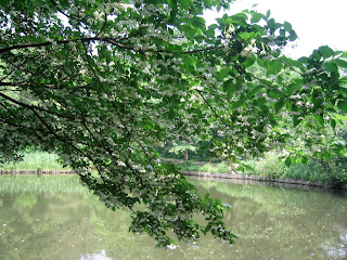 The grounds at the Tokyo Institute for Nature Study
