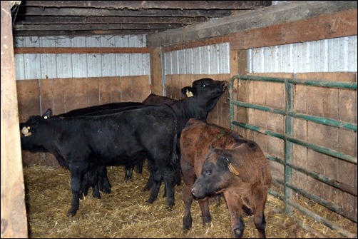 calves in barn