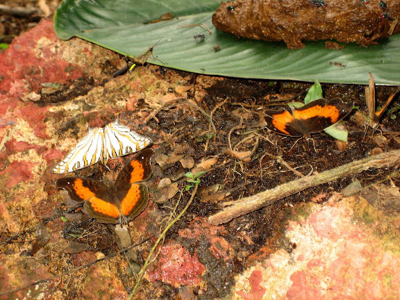 Precis milonia FELDER & FELDER, 1867, mâles. Cyrestis camillus camillus FABRICIUS, 1781 (à gauche). Atewa Hills. Ghana, 8 janvier 2006. Photo : Henrik Bloch
