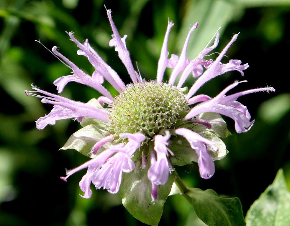 [Monarda-fistulosa%255B3%255D.jpg]