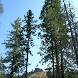 Rocks and Trees