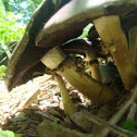 Stropharia rugosoannulata