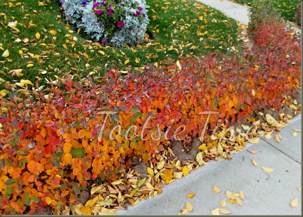 BeFunky_094.jpg BeFunky_094.jpg