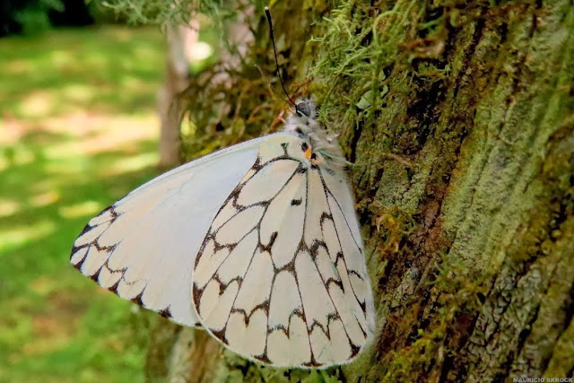 Hesperocharis erota (LUCAS, 1852). Curitiba (Paraná, Brésil), 15 décembre 2013. Photo : Mauricio Skrock