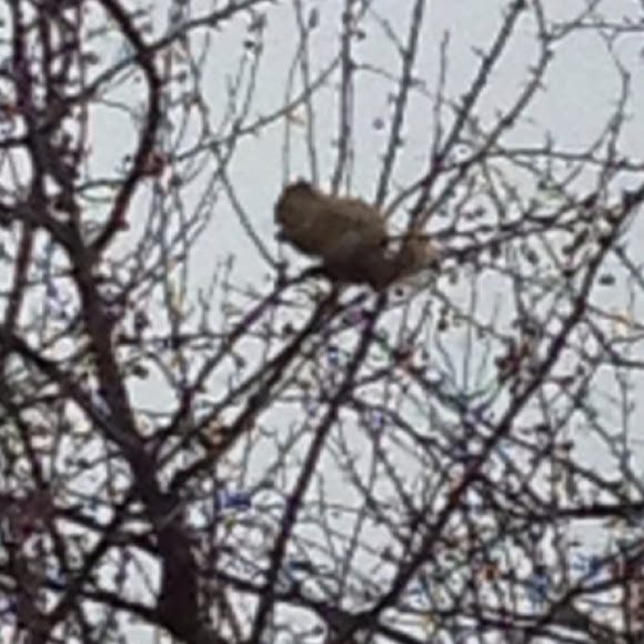 Spotting Image 1