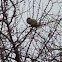 Red Squirrel