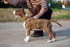 Karmacoma FREE PALESTINE 16 weeks