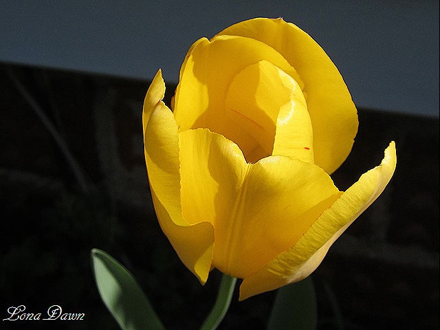 [Tulip_Yellow_Perennial%255B8%255D.jpg]