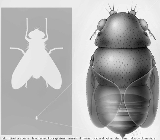 Rekonstruksi spesies lalat terkecil Euryplatea nanaknihali dibandingkan lalat rumah Musca domestica. 